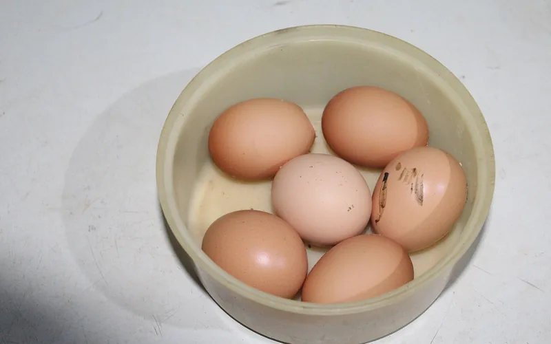 Seis huevos dentro de un cuenco de plástico